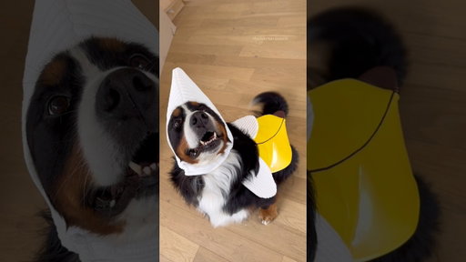 My Rescue Bernese Mountain Dog’s Halloween Costume 🍌