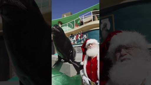 Santa Claus meets Clyde the Sea Lion!📍- SeaWorld San Diego