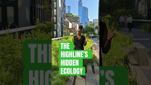 A field trip to explore the Highline’s hidden ecology #fieldtrip #nature #naturelovers #plants