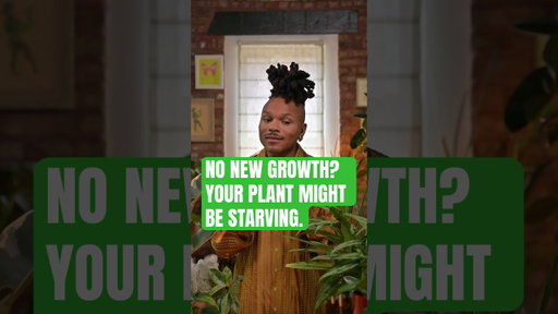 Tips on giving your plants the light they need #plants #indoorgardens #indoorgardening #plantparent