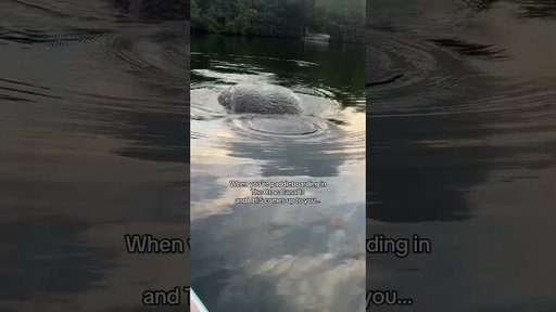 The exact reason I paddleboard in the croc canal 🐊😌🩵 SO CUTE!!🥹🫶#crocodile #florida #manatee