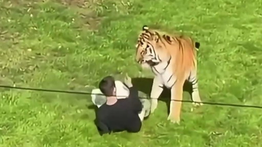 Tiger kills man who entered its enclosure at wildlife park
