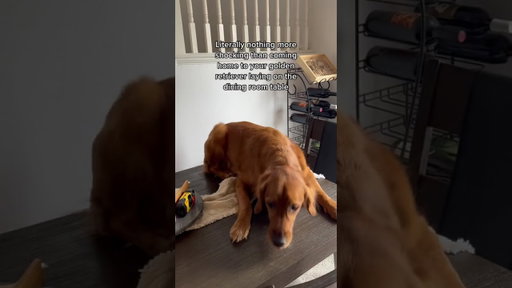 I will never recover from the shock of this #goldenretriever... #Shorts #rosiepiper_