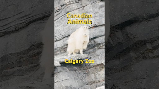 Canadian Animals at the Calgary Zoo 🦉🐻‍❄️🦦🐺