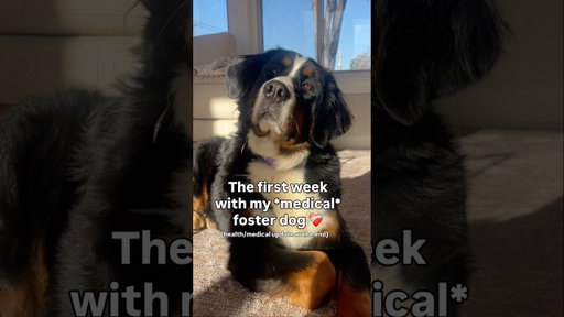 First Week With My Medical Foster Dog ❤️‍🩹 #bernesemountaindog #rescuedog #fosterdog