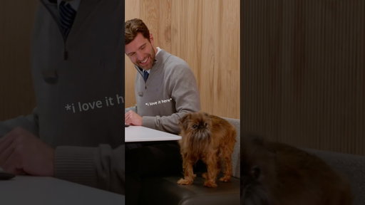 Chase | Dogs of Chase