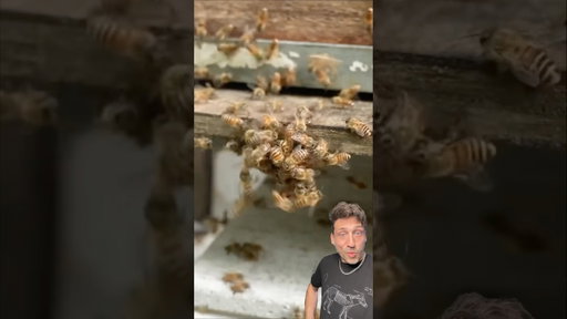 Giant Hornet vs. Bees