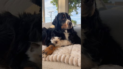 Big Bernese Mountain Dog Cuddles With Tiny Ragdoll Kitten 🥹