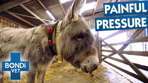 Drilling Years Of Build-Up From A Donkey's Sinus | Bondi Vet
