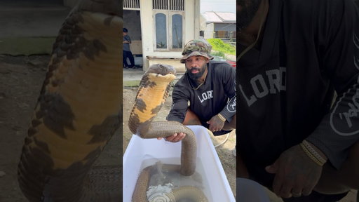 Largest king cobra in the world 🌎 #indonesia #kingcobra #sumatra #java #china #tiktok #fyp #india
