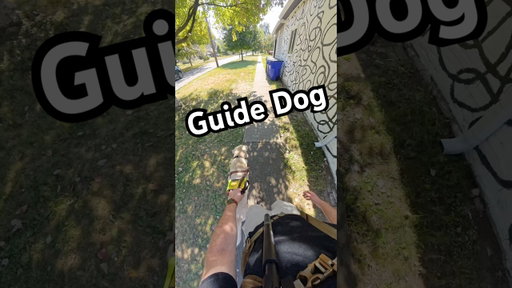 My Guide Dog’s Perfect Left Turn! #guidedog #dog #dogs