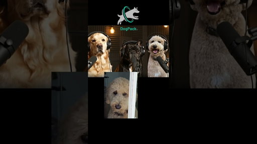 Dogs never lie about people. If Oliver doesn’t approve, he’s out. @agirlandadoodle