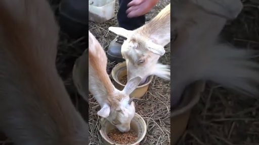Jersey Jerry Negotiates A Deal To Purchase A Real Life Goat