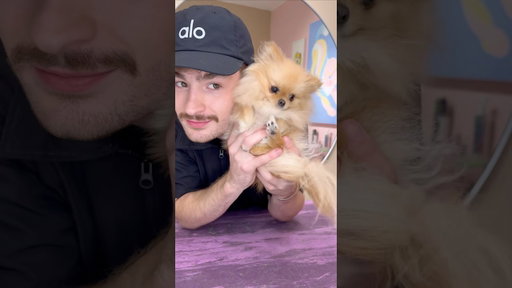 The smallest Pomeranian known to mankind