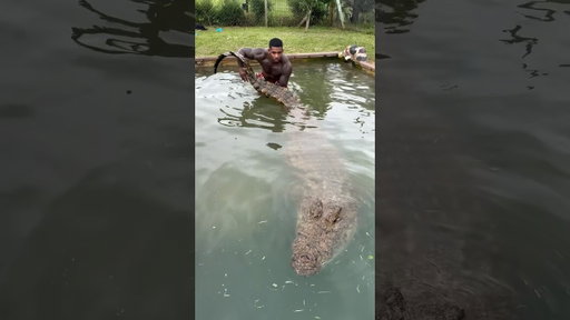 Swimming with African Nile Crocodile 🐊  #africa #shorts #crocodile #tiktok #southafrica #explore
