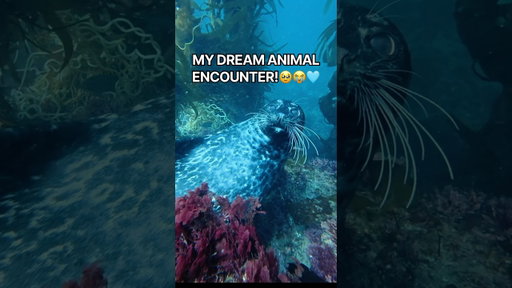 Literally tearing up underwater when I saw him 🥹🩵🤿 What is your dream animal?