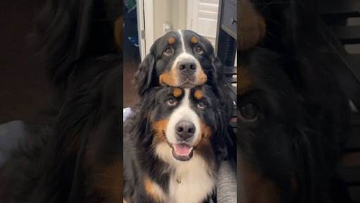 Send this to someone that really need to see this video 😆😋 #bernesemountaindog